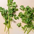 fresh cilantro